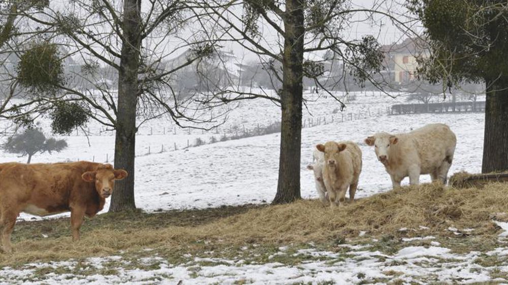 Les productions animales gardent leur dynamique