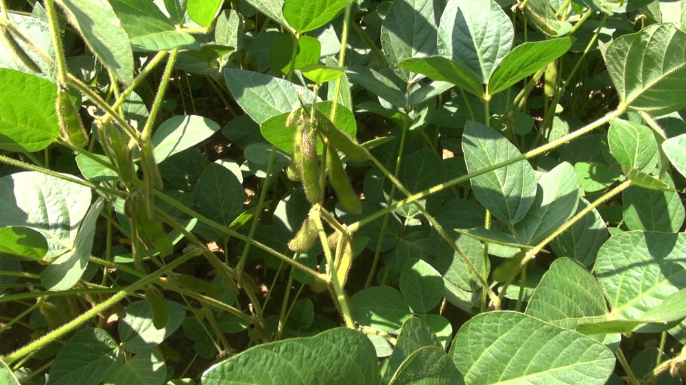 Une année 2017 record en France