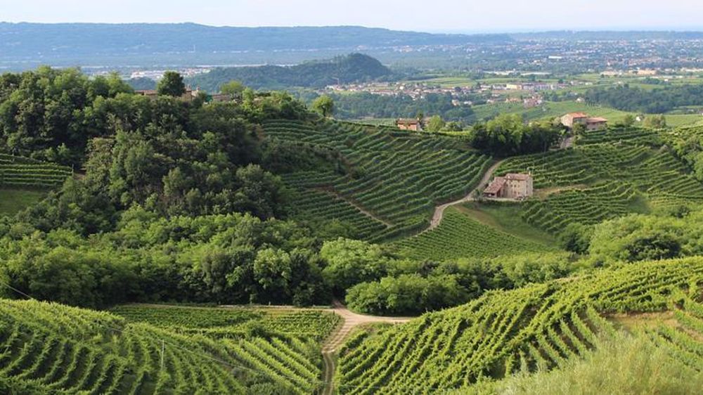 Exportations records de vin à six milliards d’euros