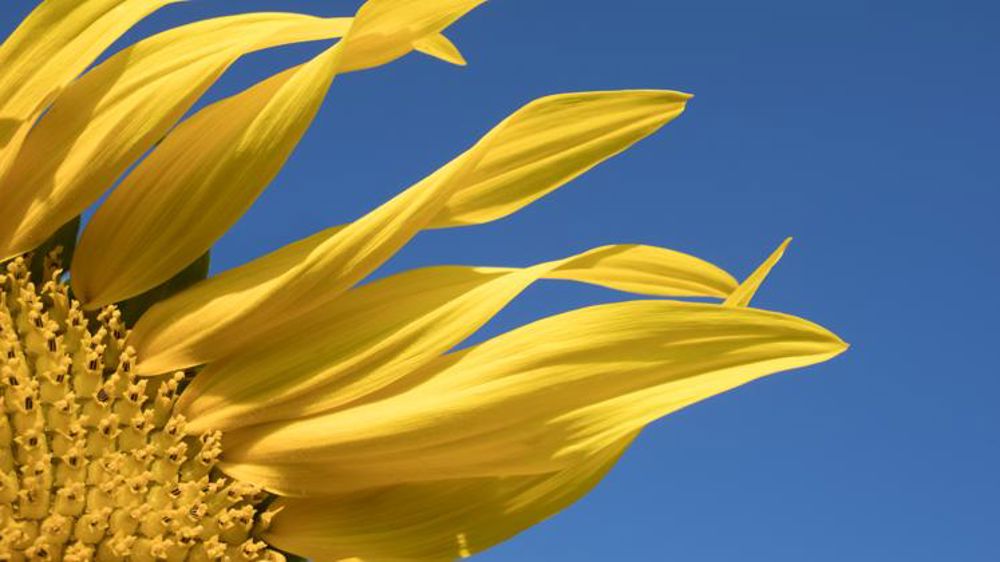 Les conclusions de l’avocat général ne font pas l’unanimité