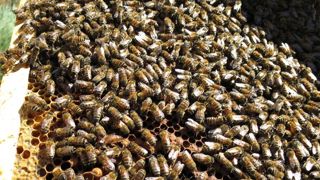 Les eurodéputés au secours des abeilles Les eurodéputés au secours des abeilles