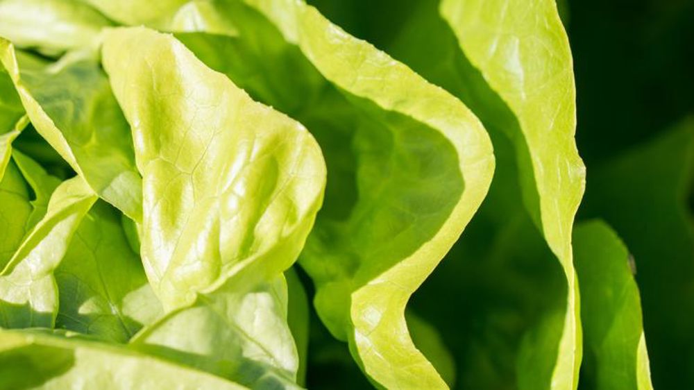 Des tarifs en dents de scie