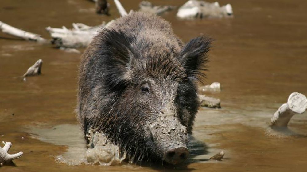 La chasse aux importations de sangliers