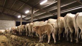 Les conditions d’octroi des aides aux veaux sous la mère et veaux bio pour 2017 Les conditions d’octroi des aides aux veaux sous la mère et veaux bio pour 2017