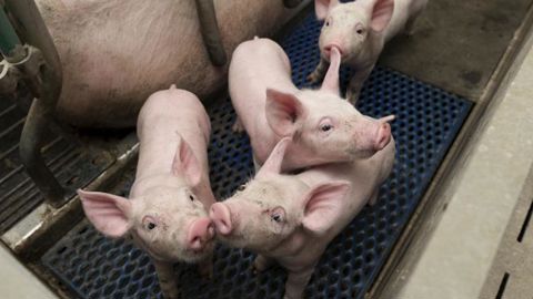 La visite sanitaire consacrée aux antibiotiques La visite sanitaire consacrée aux antibiotiques