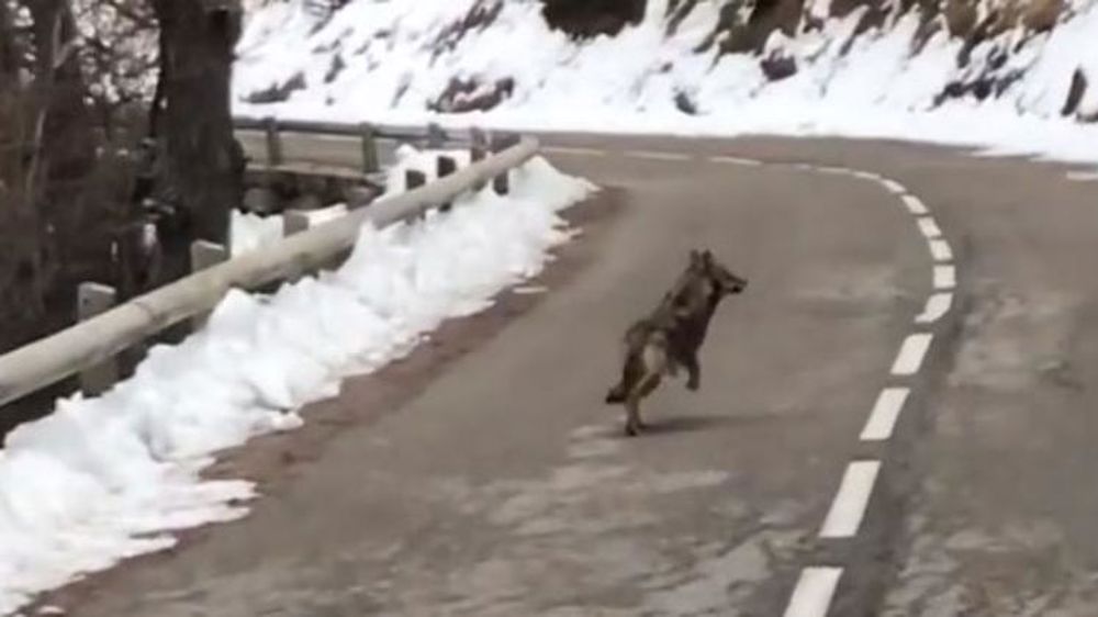 Quand un loup rencontre un car scolaire