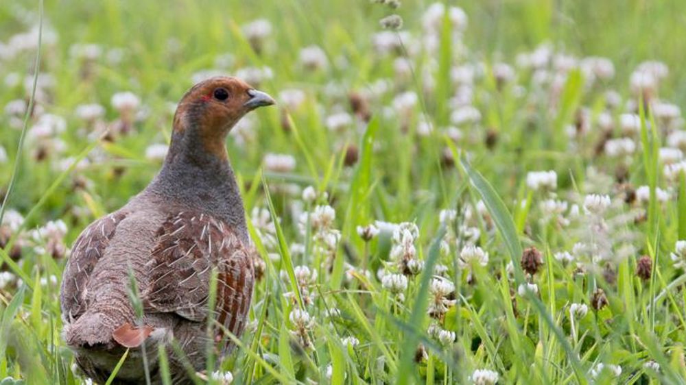 Des oiseaux intoxiqués par les semences