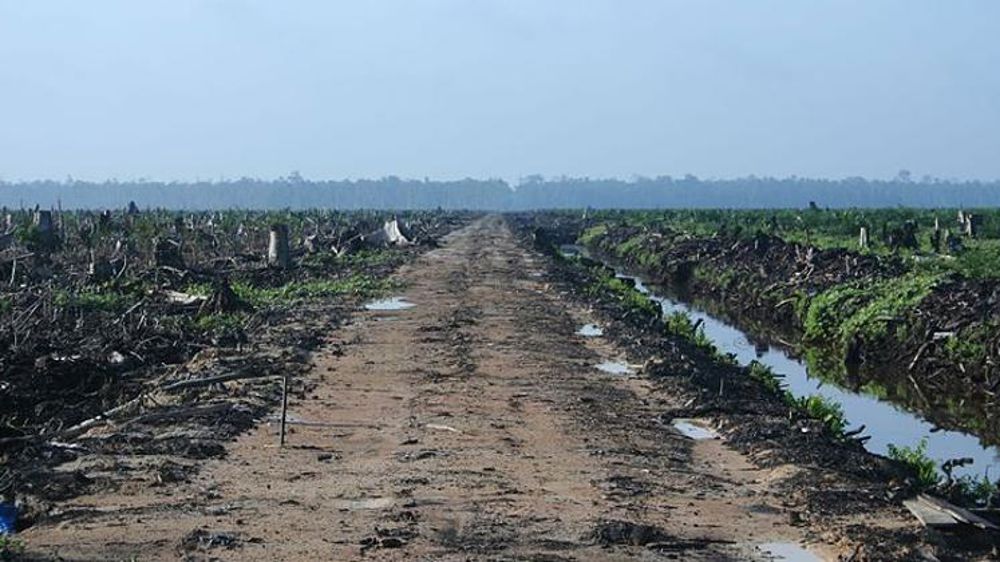 Huile de palme : l’Indonésie pousse l’UE à adoucir ses normes