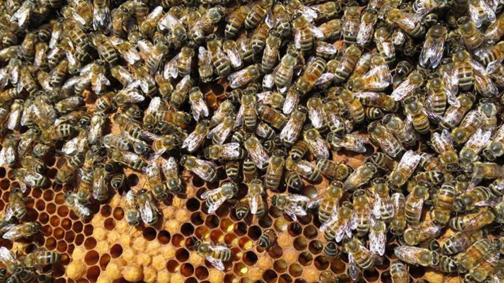 Le Conseil d’État confirme la suspension des insecticides à base de sulfoxaflor