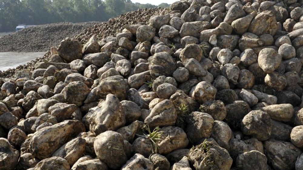 Campagne record pour Tereos