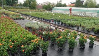 L’expertise d’Astredhor en végétal est apportée aux professionnels notamment via ses essais in situ, ici à Astredhor Sud-Ouest GIE Fleurs et Plantes, à Villenave-d’Ornon (33). ©Odile Maillard