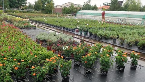 L’expertise d’Astredhor en végétal est apportée aux professionnels notamment via ses essais in situ, ici à Astredhor Sud-Ouest GIE Fleurs et Plantes, à Villenave-d’Ornon (33). ©Odile Maillard