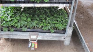 Container Centralen vient d’être scindée en deux entreprises, une décision qui ne devrait pas changer grand-chose à l’activité horticole. ©P. Fayolle Container Centralen vient d’être scindée en deux entreprises, une décision qui ne devrait pas changer grand-chose à l’activité horticole. ©P. Fayolle