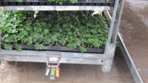 Container Centralen vient d’être scindée en deux entreprises, une décision qui ne devrait pas changer grand-chose à l’activité horticole. ©P. Fayolle