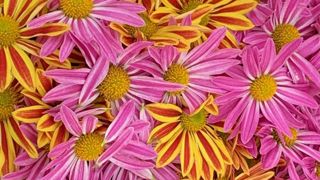 Au-delà des classiques grosses fleurs et quasi omniprésents multifleurs, les gammes de chrysanthèmes se renouvellent avec des formes de fleurs et associations de couleurs plus fantaisie. En photo : ‘Hell Fire’ de Selecta One. ©O.Maillard Au-delà des classiques grosses fleurs et quasi omniprésents multifleurs, les gammes de chrysanthèmes se renouvellent avec des formes de fleurs et associations de couleurs plus fantaisie. En photo : ‘Hell Fire’ de Selecta One. ©O.Maillard