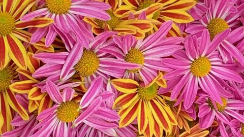 Au-delà des classiques grosses fleurs et quasi omniprésents multifleurs, les gammes de chrysanthèmes se renouvellent avec des formes de fleurs et associations de couleurs plus fantaisie. En photo : ‘Hell Fire’ de Selecta One. ©O.Maillard