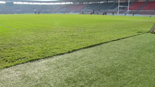 Les fongicides SDHI sont utilisés, entre autres, sur de nombreuses cultures ornementales et les terrains de sports. © Pascal Fayolle