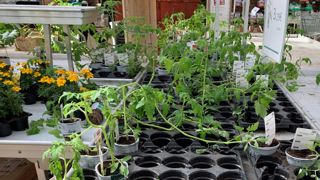 La vente des plants potagers est autorisée dans certains départements, il faut se renseigner auprès de sa préfecture. ©François Arnould La vente des plants potagers est autorisée dans certains départements, il faut se renseigner auprès de sa préfecture. ©François Arnould
