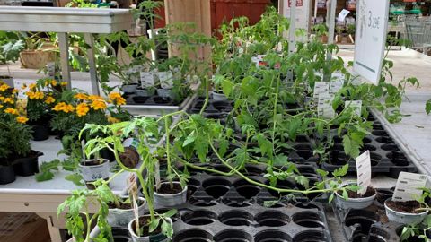 La vente des plants potagers est autorisée dans certains départements, il faut se renseigner auprès de sa préfecture. ©François Arnould