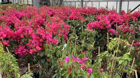 Les serres sont pleines en ce début de printemps, mais les producteurs n’ont pas de débouché pour la vente, comme ici aux Ets horticoles du Cannebeth à Mauguio (34). ©François Arnould