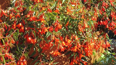 Pour les horticulteurs, une subvention du département 77 permettra d’aider les exploitations en fonction de la perte de leur chiffre d’affaires. ©Odile Maillard