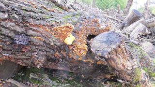 Plante & Cité lance un appel à retours d’expériences pour faire un état des lieux des pratiques d’essouchage et de dévitalisation. © P. Fayolle