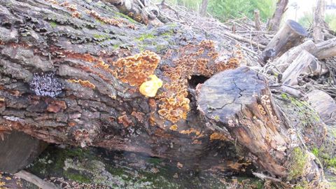 Plante & Cité lance un appel à retours d’expériences pour faire un état des lieux des pratiques d’essouchage et de dévitalisation. © P. Fayolle