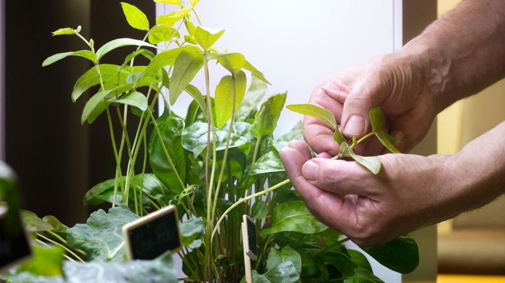 Chaque salarié devrait pouvoir, chaque semaine, emprunter une plante dans une « végéthèque » et la ramener chez lui….© Corporate Garden Chaque salarié devrait pouvoir, chaque semaine, emprunter une plante dans une « végéthèque » et la ramener chez lui….© Corporate Garden