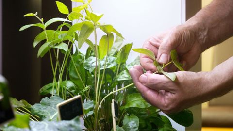 Chaque salarié devrait pouvoir, chaque semaine, emprunter une plante dans une « végéthèque » et la ramener chez lui….© Corporate Garden