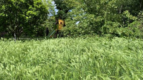 Faute d’agents en nombre suffisant pour entretenir les espaces, beaucoup de sites ont vu l’herbe se développer à des niveaux auxquels les riverains n’étaient pas habitués. ©F. ARNOULD