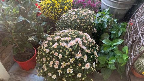 En cette période de fin d’année qui démarre avec la Toussaint et ses chrysanthèmes pour s’achever avec les fêtes de fin d’année, nos filières ne pourraient subir un nouveau confinement. ©O. Maillard