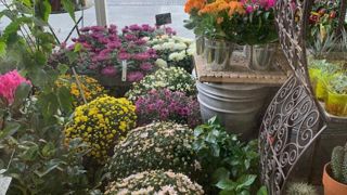 Les fleuristes ont déposé un référé devant le conseil d’Etat pour pouvoir ouvrir leurs magasins au même titre que les jardineries et la grande distribution. ©O. Maillard Les fleuristes ont déposé un référé devant le conseil d’Etat pour pouvoir ouvrir leurs magasins au même titre que les jardineries et la grande distribution. ©O. Maillard