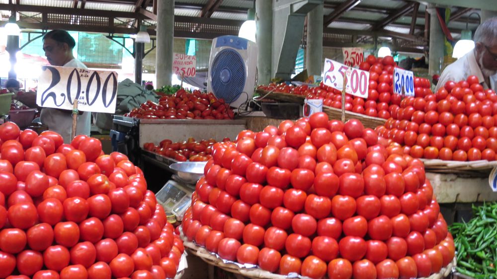 Les plantes face aux risques croissants de parasites et de maladies