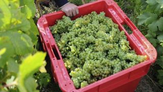 Forte baisse de la récolte en Champagne Forte baisse de la récolte en Champagne