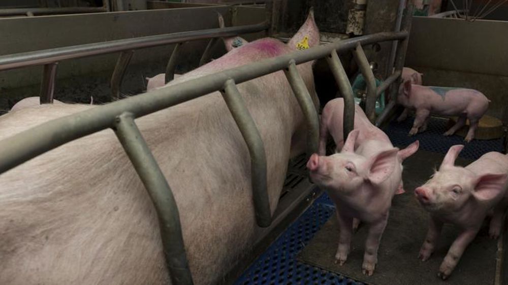 La demande soutient le prix du porc