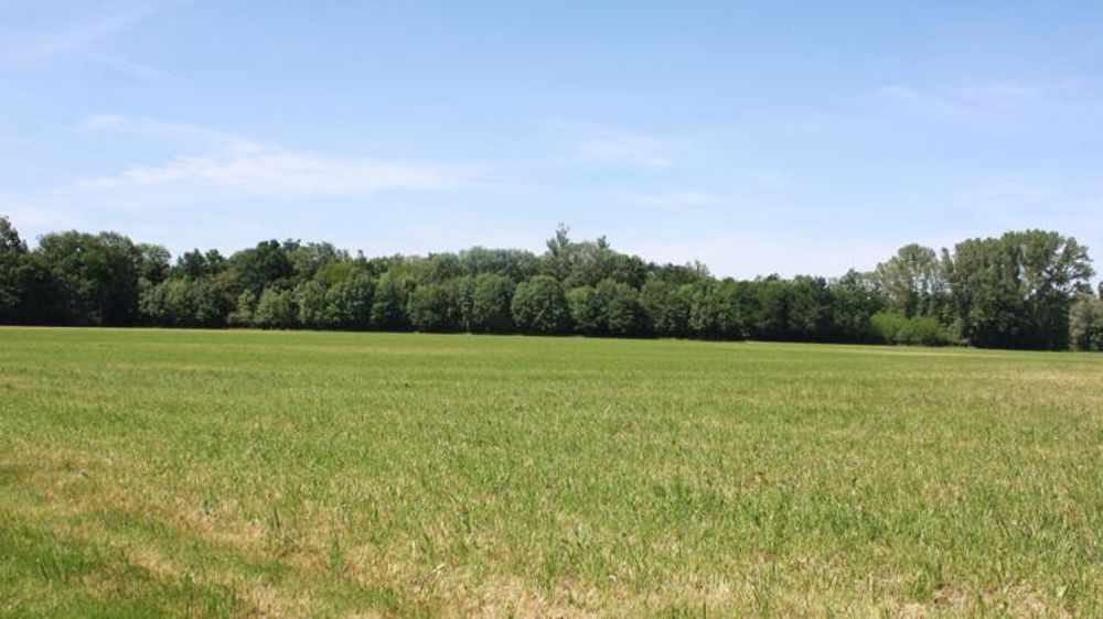 Pas de reprise de la pousse cet automne