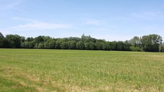 Pas de reprise de la pousse cet automne Pas de reprise de la pousse cet automne