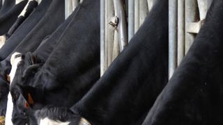 Mieux nourrir les animaux pour mieux nourrir les hommes Mieux nourrir les animaux pour mieux nourrir les hommes