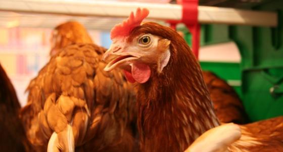 L'interdiction des cages trop petites et mal aménagées est entrée en vigueur le 1er janvier