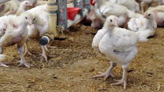 Les perspectives mondiales assombries par la grippe aviaire Les perspectives mondiales assombries par la grippe aviaire
