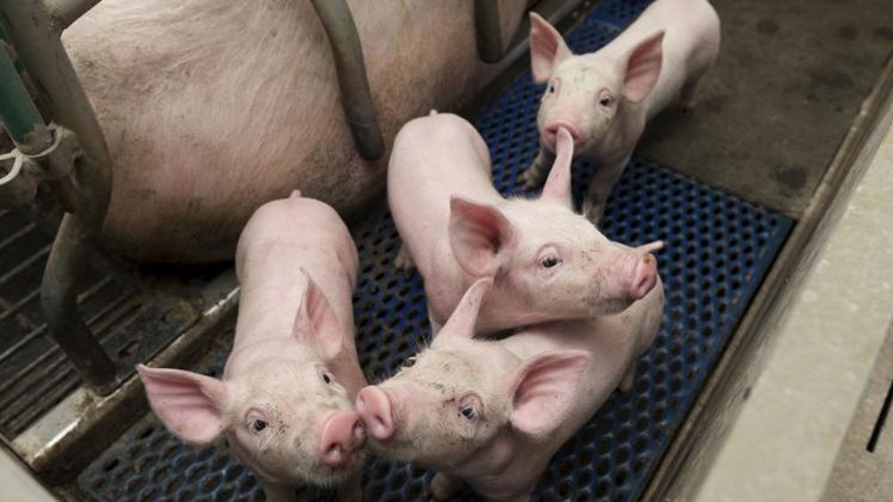 Des pistes pour consolider les élevages