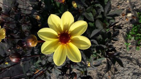 Alors que Nova Flore a du liquider son activité jardin, l’activité pro poursuit sa route. Ici un Dahlia de la gamme Nova Flore Pro. ©P.Fayolle