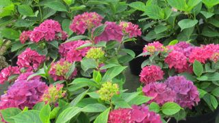 Les hortensias rouges et les coloris roses ont connu un franc succès cette année sur les cadrans des Pays-Bas. Au point de manquer parfois de produit. (c) Fayolle