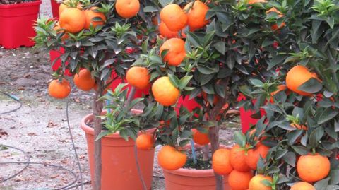 La maladie du huanglongbing (HLB) touche les plantes de la famille des Rutacées et en particulier le genre Citrus. ©Odile Maillard