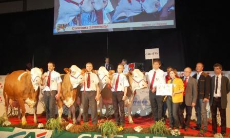 Simmental
