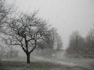 Le froid intense a largement endommagé les cultures