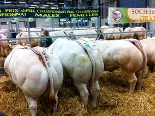 Les championnes du concours d'animaux de boucherie d'Autun