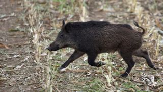 Sangliers et cervidés sont responsables de collisions routières, ferroviaires et de dégâts agricoles. Leur chasse en zone périurbaine suscite des tensions. Sangliers et cervidés sont responsables de collisions routières, ferroviaires et de dégâts agricoles. Leur chasse en zone périurbaine suscite des tensions.
