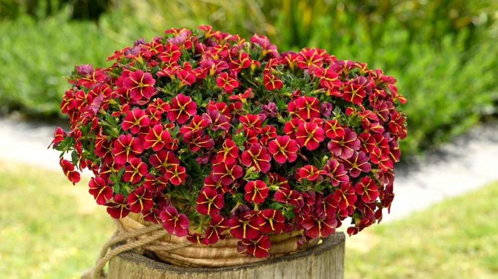 Rouge et doréCalibrachoa Colibri™ ‘Exotic’ Red Bling