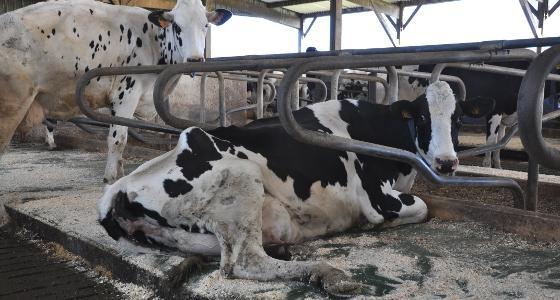 logettes vaches laitières